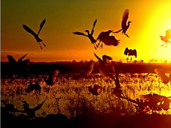 yolo-basin-wild-life