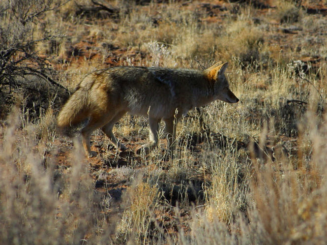 coyote