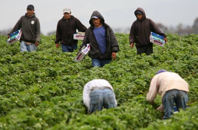 farmworkers