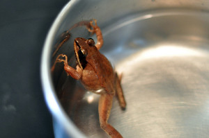 frog-boiling-water