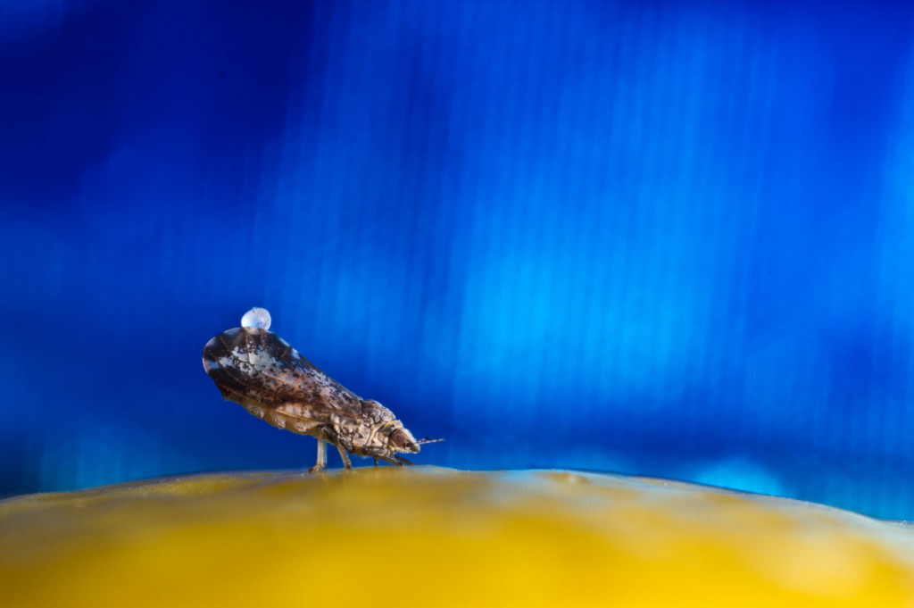 Photo credit: Asian citrus psyllid on a lemon Mike Lewis, CISR, UC Riverside