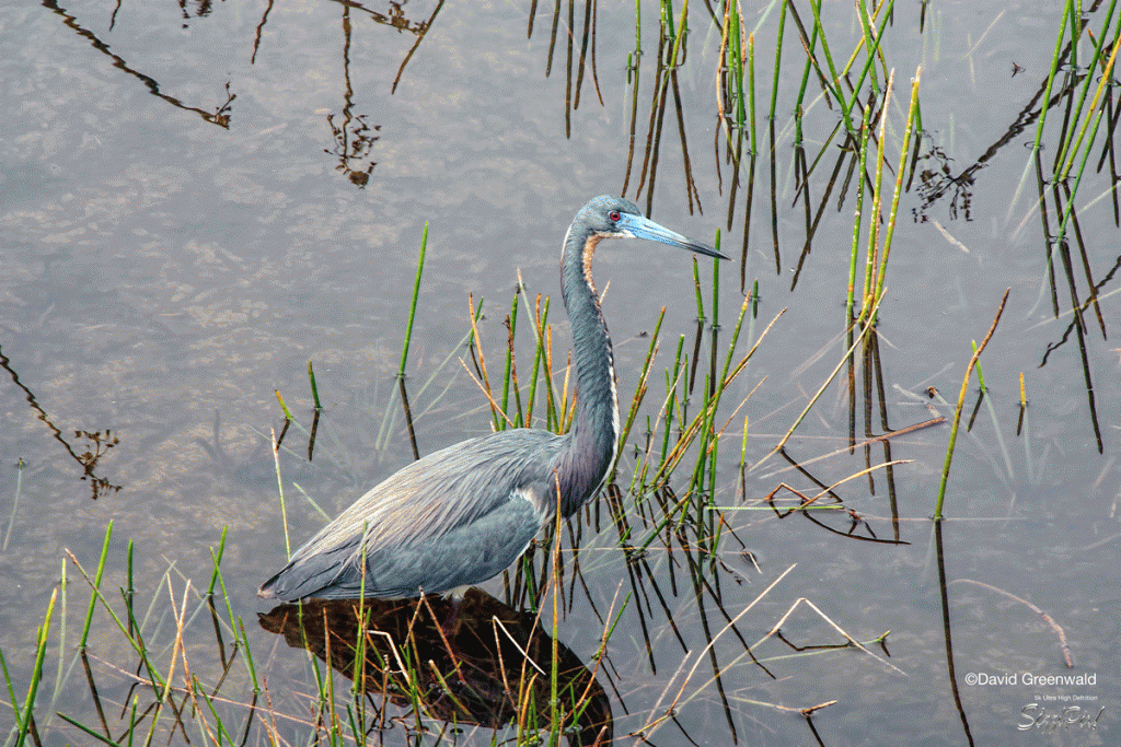 815152a-Greenwald-small-blue-heron-16x24