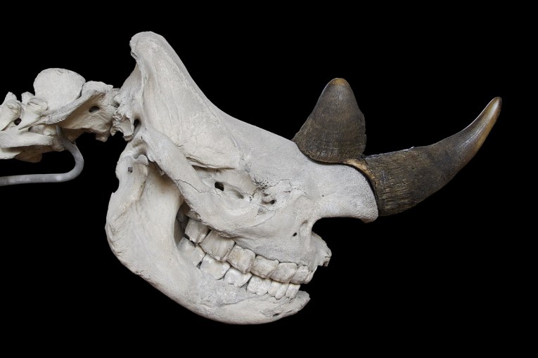 West African Black Rhino Skull, UC Davis