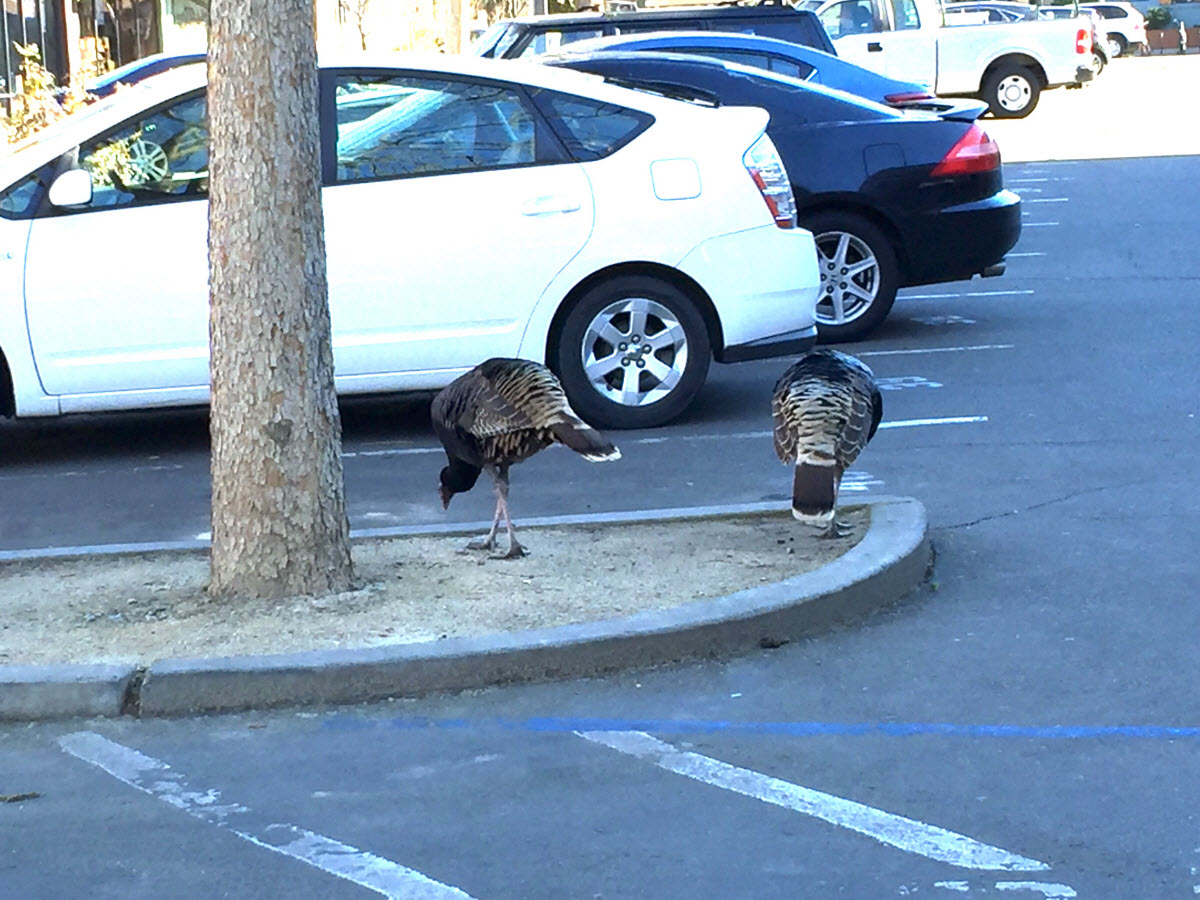 Wild Turkeys are a frequent site in Davis, such as these two in the E St Plaza