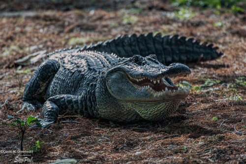 Alligator wildlife park in Florida, March 2016 - Starting big $200 (18 inch width)