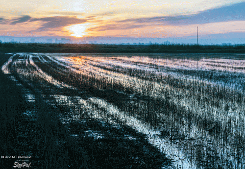 April sunrise at Yolo Basin - Starting bid $200 (18 inch width)