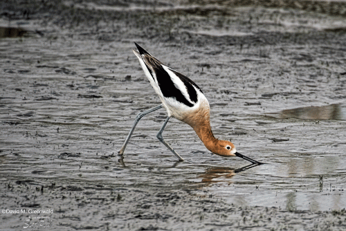 d_Greenwald_American_Avocet[1]