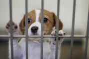 A Letter to Yolo County’s Animal Loving Population