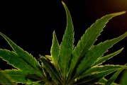 Marijuana Legalization Has a Racial Component