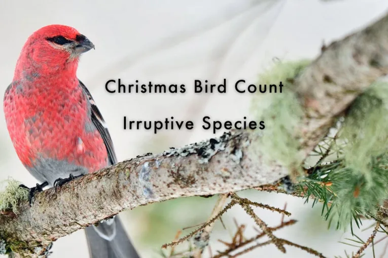 Op-ed | Christmas Bird Count: Vital Community Science and Good Fun Too
