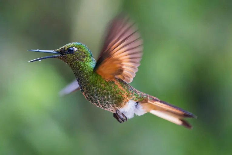 Meditations: Let Your Awareness Be as Quick as a Hummingbird’s Wings