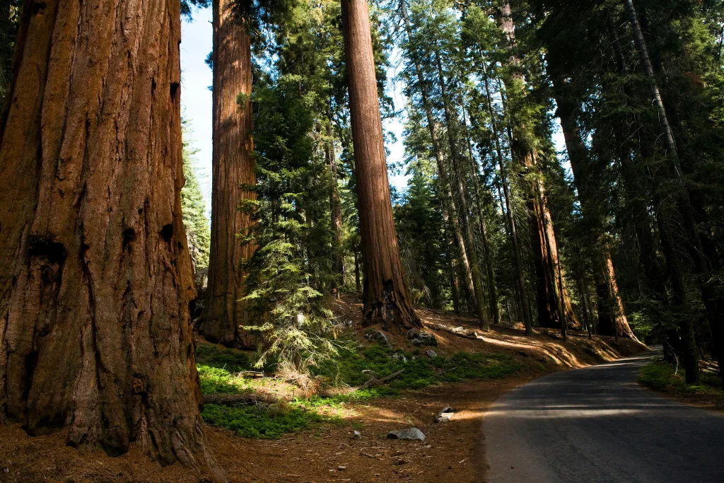 California Groups Urge Newsom to Stop Glyphosate Use After Study Retraction